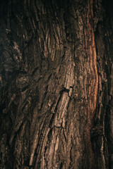 Obraz premium Enormous tree with roots hanging out, natural backgrounds,magic forest and trees, roots and branches