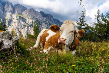 Fototapeta na wymiar Kuh auf der Weide in den Bergen