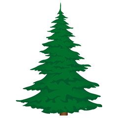 Green magnificent spruce on a white background. Vector illustration