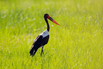 Saddle-billed stork, or saddlebill, Ephippiorhynchus senegalensis, in the nature habitat. Bird in the green grass during rain, Okavango delta, Botswana in Africa. Wildlife scene from nature