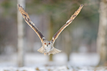 Flight of Eastern Siberian Eagle Owl. Birch tree with beautiful animal. Bird from Russia. Winter scene with large owl.