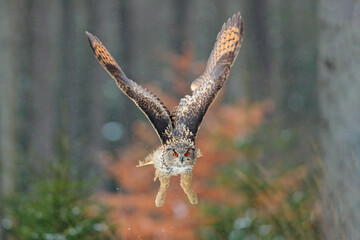 Eagle owl landing on snowy tree stump in forest. Flying Eagle owl with open wings in habitat with trees. Action winter scene from nature.