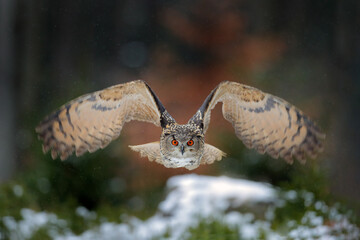 Fototapeta premium Eagle owl landing on snowy tree stump in forest. Flying Eagle owl with open wings in habitat with trees. Action winter scene from nature.