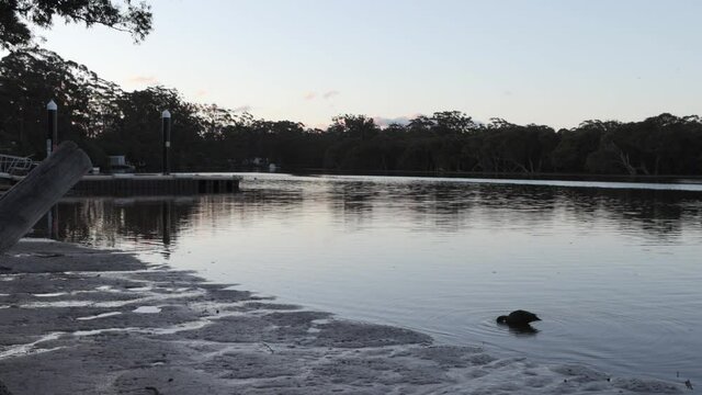 Huskisson Australia Moona Moona creek shore with duck feeding at dusk, Handheld stable shot