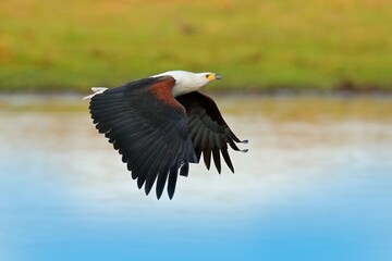 African Fish-eagle, Haliaeetus vocifer, brown bird with white head fly. Eagle flight above the lake water. Wildlife scene from African nature, Okavango delta, Botswana, Africa.