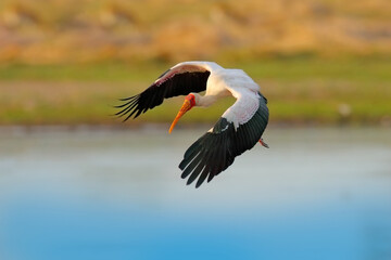 Stork fly in Africa. Yellow-billed Stork, Mycteria ibis, flight above the lake, Okavango delta,...