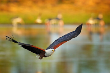 African Fish-eagle, Haliaeetus vocifer, brown bird with white head fly. Eagle flight above the lake...