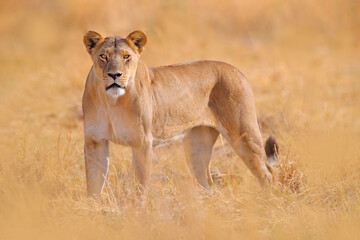 Safari in Afrika. Große wütende Löwin Okavango-Delta, Botswana. Afrikanischer Löwe, der im Gras geht, mit schönem Abendlicht. Wildlife-Szene aus der Natur. Tier im Lebensraum.