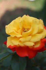 Durban July Yellow and Red Rose