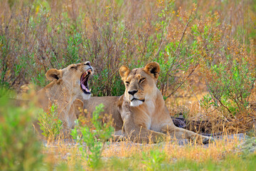 Safari in Africa. Big angry female lion Okavango delta, Botswana. African lion walking in the grass, with beautiful evening light. Wildlife scene from nature. Animal in the habitat.
