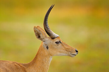 Detail portrait of antelope. Wildlife scene from nature. Lechwe, Kobus leche, antelope in the green grass wetlands with water, Botswana in Africa.