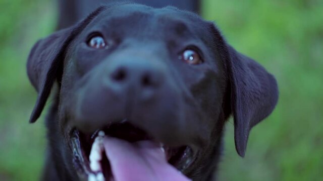 close up shot the black labrador
