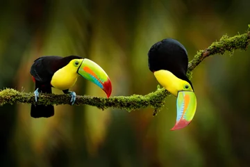 Fototapeten Keel-billed Toucan, Ramphastos sulfuratus, birds with big bill sitting on branch in the forest, Costa Rica. Nature travel in central America. Beautiful bird love in nature habitat. © ondrejprosicky