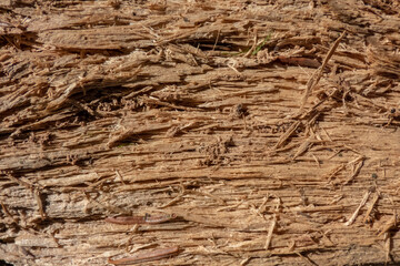 texture bois arracher 