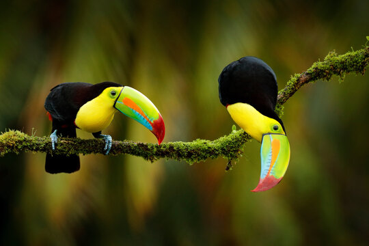 Keel-billed Toucan, Ramphastos sulfuratus, birds with big bill sitting on branch in the forest, Costa Rica. Nature travel in central America. Beautiful bird love in nature habitat.