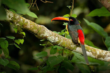 Fiery-billed Aracari, Pteroglossus frantzii, bird with big bill. Toucan sitting on the branch in the forest, Costa Rica. Birdwatching travel in central America.