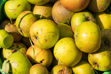 fallen fruit apples collected in group