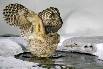 Owl hunting in cold water. Wildlife scene from winter in Hokkaido, Japan. River bird with open wings. Blakiston's fish owl, Bubo blakistoni, largest living species of fish bird, a sub-group of eagle.