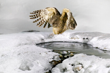 Owl hunting in cold water. Wildlife scene from winter in Hokkaido, Japan. River bird with open...