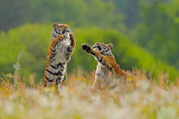 Tiger fight in green white cotton grass. Dangerous animal, taiga, Russia. Big cat sitting in...