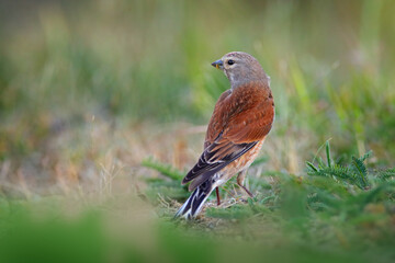 Carduelis cannabinam Common Linnet in the nature habitat. Brown Bird with grey head sitting in the grass, Czech Republic, Europe.