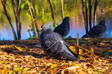 pigeons in the Park, autumn in the Park