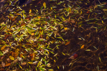 background, yellow leaves in the water, autumn in the Park