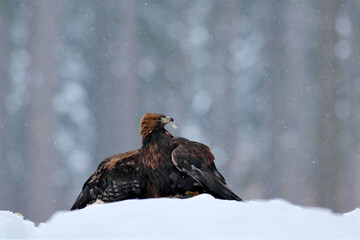 Golden Eagle in snow with killed hare, snow in the forest during winter. Bird in the nature habitat. Animal feeding behavior.