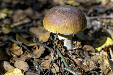 White mushroom in autumn in the forest close up