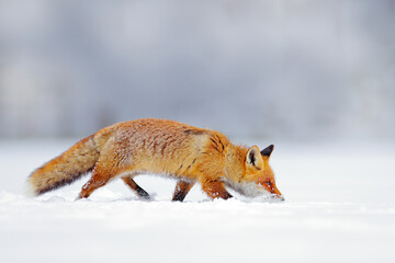 Winter nature. Red fox in white snow. Cold winter with orange fur fox. Hunting animal in the snowy meadow, Japan. Beautiful orange coat animal nature. Wildlife Europe.