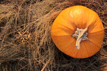 Top view of pumpkin on the hay. Autumn Halloween Thanksgiving background. Copy space. 