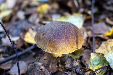 mushroom in autumn forest