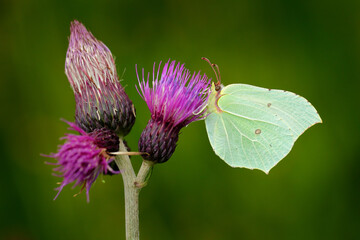 Gonepteryx rhamni, Common Brimstone, light white green butterfly on the violet thistle flower...