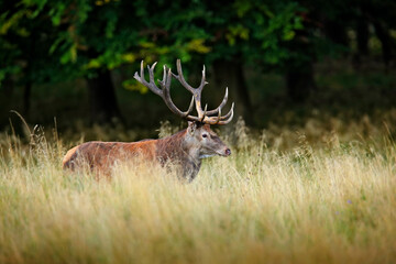 Red deer stag, majestic powerful adult animal outside autumn forest. Big animal in the nature forest habitat, Denmark. Wildlife scene form nature.
