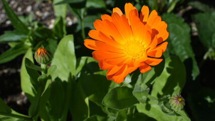 Ringelblume, Calendula officinalis, mit orange gelber Blüte und grünen Blättern in der Sonne mit Schatten