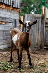 Young brown goat with a white side