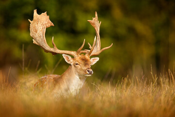 Naklejka premium Fallow Deer, Dama dama, in autumn forest, Dyrehave, Denmark. Animal on the forest meadow. Wildlife scene in Europe. Majestic powerful adult in forest vegetation.