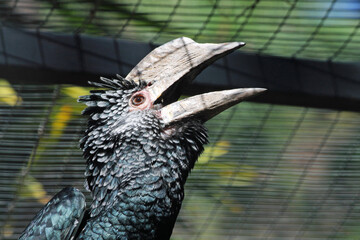 Silberwangen-Hornvogel