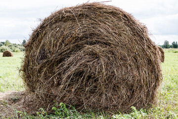Bunch of hay in the field