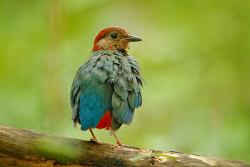 Red-bellied Pitta, Pitta erythrogaster, sitting on the branch in the green tropical forest. Beautiful jungle kingfisher, wildlife scene from nature, Tangkoko National Park, Sulawesi, Indonesia.