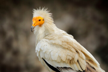 Egyptian vulture close-up detail, Neophron percnopterus, big bird of prey sitting on the stone in nature habitat, Turkey. White vulture with yellow bill.