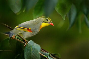 Red-billed leiothrix, Leiothrix lutea, rare bird from southern China and the Himalayas. Cute animal in green vegetation. Animal sitting on the branch. Wildlife scene from nature.