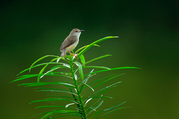Plain wren-warbler, Prinia inornata, sitting on the green plant in the nature habitat. Passerine bird in the green vegetation, Yala National Park, Sri Lanka in Asa. Warbler on the branch.
