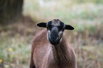 Sheep on the paddock, close-up of the head, Animal on the farm.