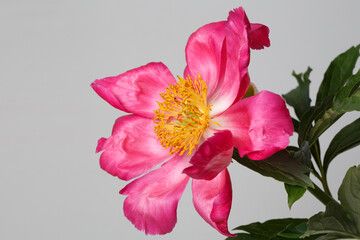 Pink peony flower with yellow center isolated on gray background.
