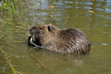 A large muskrat eats food in the pond.