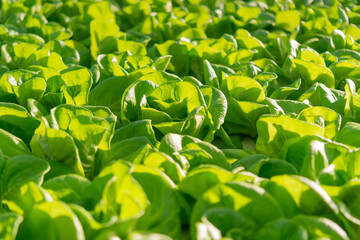 Fresh organic green oak lettuce vegetable plant farm