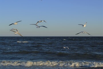 Fototapeta na wymiar Flock of seagulls over the sea