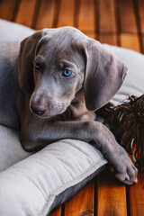 puppy weimaraner dog, playing with a bone shaped rope toy pay attention to someone