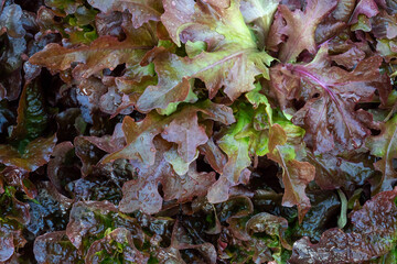 Fresh organic green oak lettuce vegetable plant farm